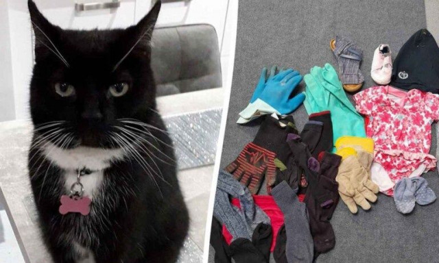 Αγγλία: Γάτα κλέβει πράγματα από γείτονες και τα φέρνει σπίτι