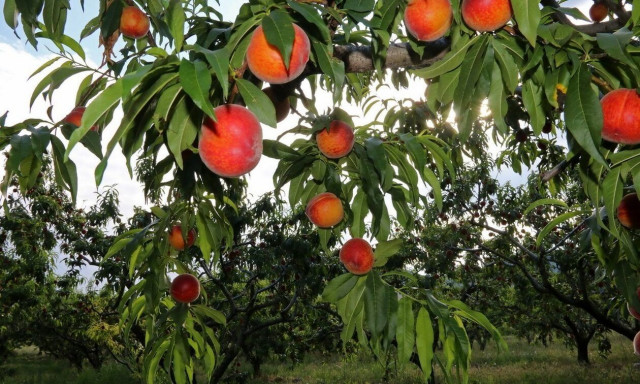 Πρόγραμμα «ΚΟΜΦΟΥΖΙΟ» - Προβλέπει καλύψεις νέων καλλιεργειών με αυξημένες ενισχύσεις