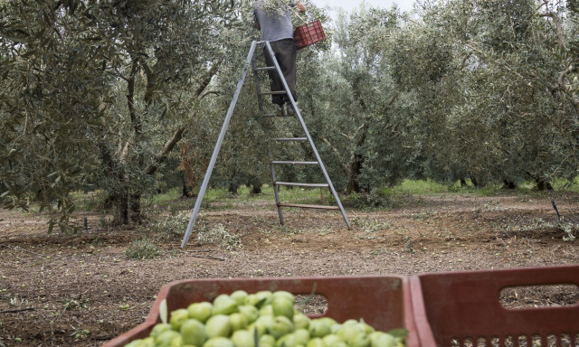 ΔΕΘ 2024: Αναλυτικά τα μέτρα για τους αγρότες και την πρωτογενή παραγωγή