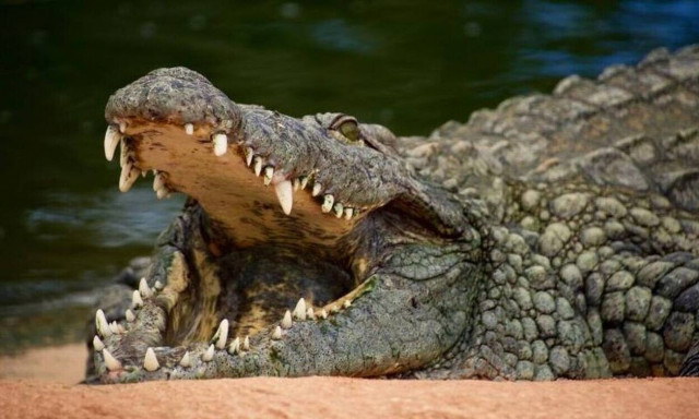 Νιγηρία: Κροκόδειλοι και φίδια διέφυγαν από ζωολογικό κήπο μετά από πλημμύρα