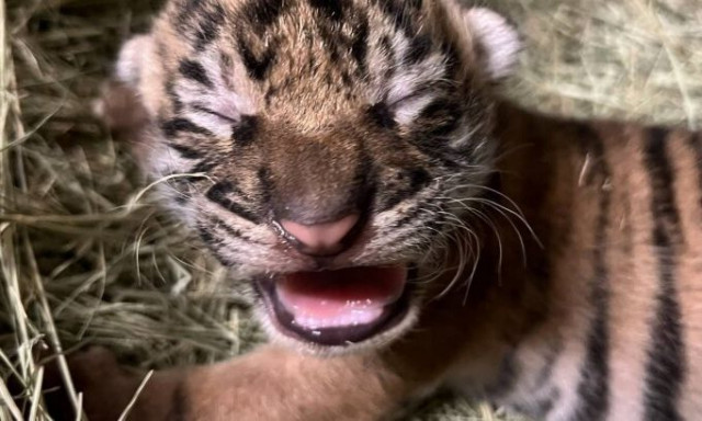 Γεννήθηκε τιγράκι της Σουμάτρας στον ζωολογικό κήπο του Σαν Ντιέγκο - Υπάρχουν μόνο 600 στη φύση