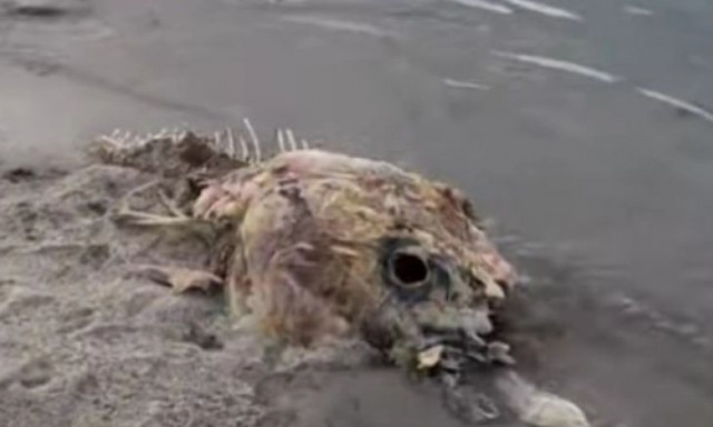 Μυστηριώδες πλάσμα ξεβράστηκε σε παραλία αλλά κανένας δεν γνωρίζει τι είναι (vid)