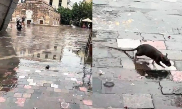 Μεγαλόσωμος αρουραίος προκάλεσε… πανικό στο Μοναστηράκι – «Αυτός βάζει κάτω και γάτα» (βίντεο)