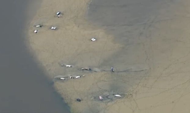 Περισσότερα από 100 δελφίνια είχαν εγκλωβιστεί σε ποταμό - «Η μεγαλύτερη επιχείρηση διάσωσης»