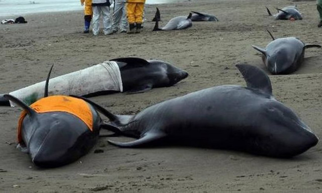 Φερόε: Η θάλασσα βάφτηκε στο αίμα - Σφαγιάστηκαν πάνω από 150 δελφίνια