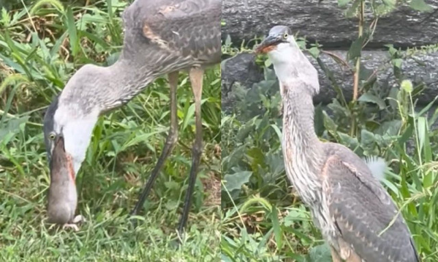 Όταν η φύση είναι σκληρή: Η στιγμή που μεγάλος ερωδιός καταπίνει ολόκληρο αρουραίο