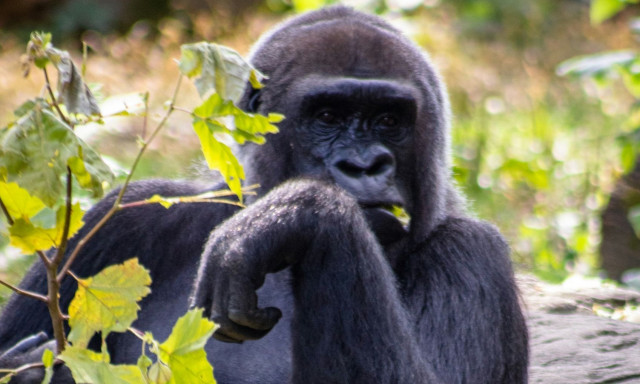 Γορίλες έχουν... ανακαλύψει το μυστικό της αυτοΐασης - Τα τέσσερα φυτά που κάνουν «θαύματα»