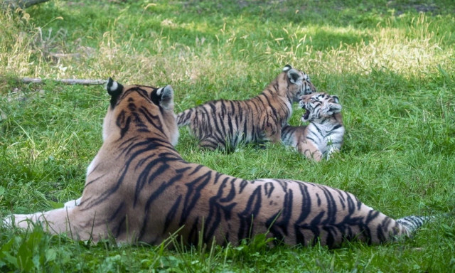 ΗΠΑ: Σπάνια τιγράκια κάνουν ντεμπούτο σε ζωολογικό κήπο - Αυξάνουν ελπίδες για το απειλούμενο είδος