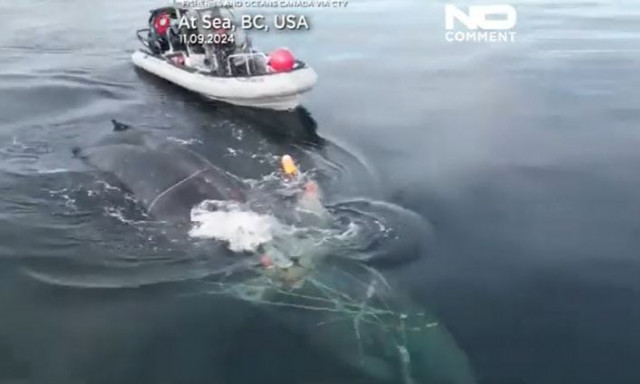 Βίντεο από τη δραματική διάσωση φάλαινας στον Καναδά - Είχε μπλεχτεί σε δίχτυα