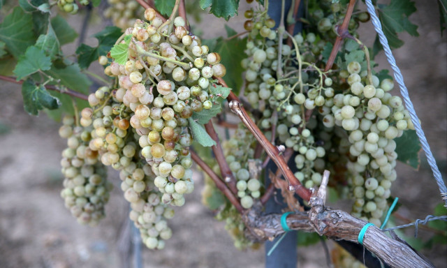 Καβάλα: Πραγματοποιήθηκε η πρώτη αποξήλωση παράνομης καλλιέργειας σταφυλιών