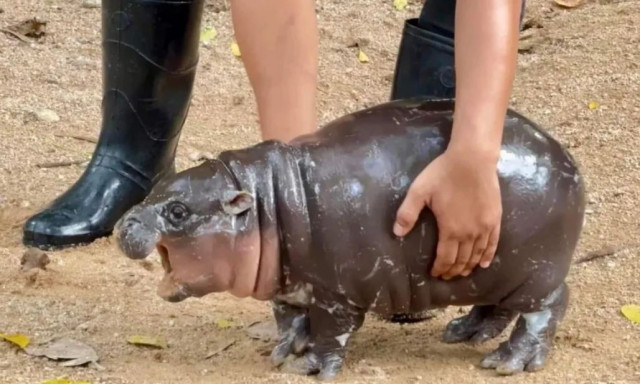 Μωρό «ιπποπoταμάκι» γίνεται viral και...πληρώνει το κόστος - Φρενίτιδα στην Ταϊλάνδη με τη «σταρ»