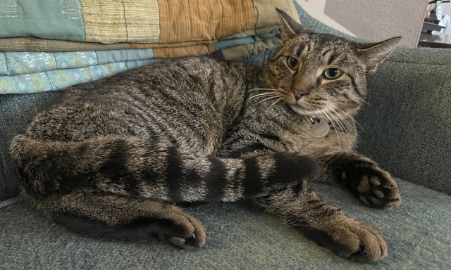 Γάτα γύρισε σπίτι της αφού παγιδεύτηκε σε υπόνομο για 8 εβδομάδες - Δείτε το βίντεο διάσωσης