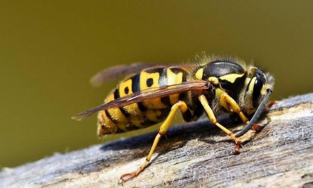 Nέο είδος σφήκας προκαλεί τον απόλυτο τρόμο
