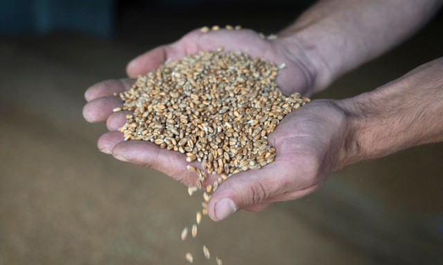 Νέα σημαντική μελέτη: Αιωνόβιες ποικιλίες σιταριών θα μπορούσαν να λύσουν την επισιτιστική κρίση