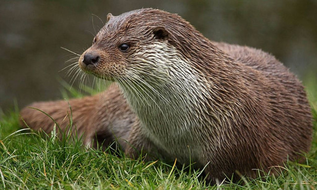 ΗΠΑ: Ενυδρίδα ποταμού επιτέθηκε σε παιδί σε μαρίνα στο Σιάτλ