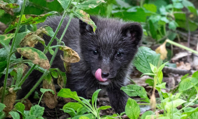 Αρκτικά αλεπουδάκια «ξεμύτησαν» στο πάρκο άγριας ζωής του Κεντ