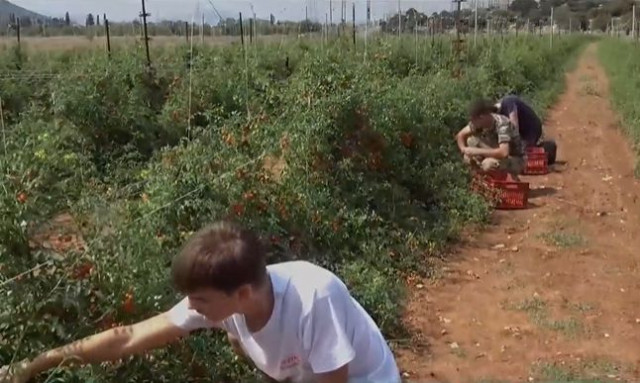 Παιδιά αγροτών, μετά το σχολείο, βοηθούν τους γονείς τους στα χωράφια