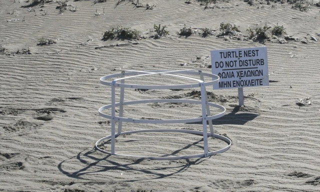 Κύπρος: Θαλάσσιες χελώνες κάνουν μεγάλη επιστροφή στις αμμώδεις παραλίες δύο στρατιωτικών βάσεων