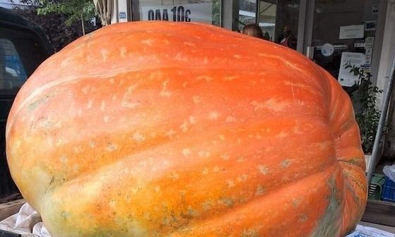 Κολοκύθα-γίγας 240 κιλών καλλιεργήθηκε στην Ορεστιάδα