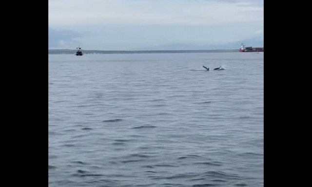 Θεσσαλονίκη: Κοπάδι δελφινιών έκανε... τη βόλτα του στα νερά του Θερμαϊκού