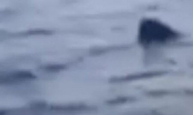 Ισπανία: Γερμανίδα τουρίστρια έχασε τη ζωή της από επίθεση καρχαρία