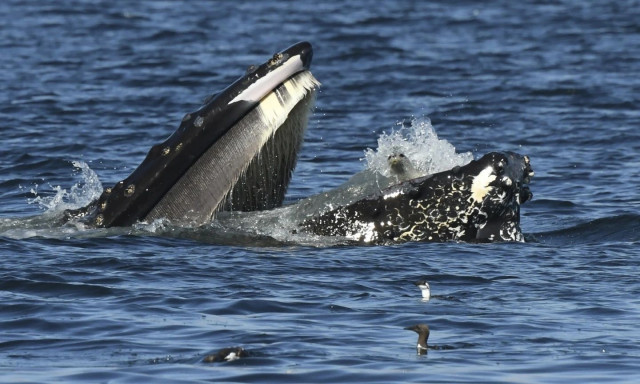 Τρομαγμένη φώκια βρέθηκε καταλάθος στο στόμα μιας φάλαινας - Ευτυχώς δεν ήταν στο μενού της