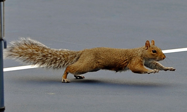 Βρετανία: Σκίουρος ανάγκασε τρένο να σταματήσει την διαδρομή του