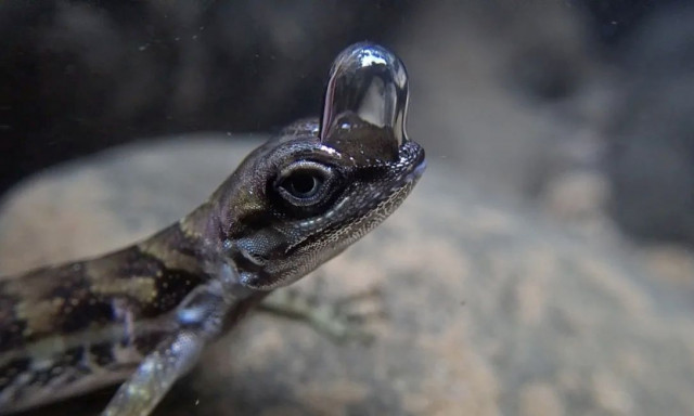 Είδος σαύρας έχει ενσωματωμένη «φιάλη αέρα» - Μπορεί να αναπνέει κάτω από το νερό