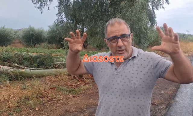 Ηράκλειο: Παραγωγός γλύτωσε στο παρά 5 από πτώση τεράστιου ευκάλυπτου