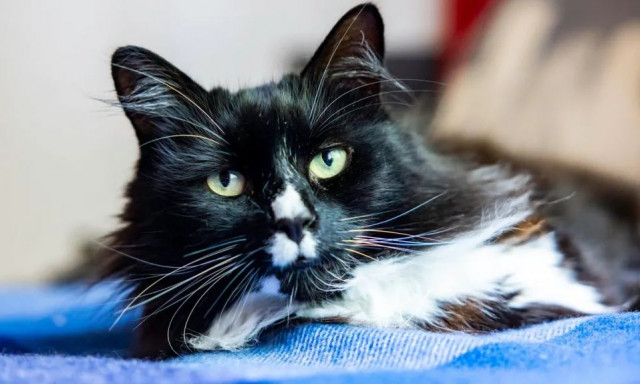 Λονδίνο: Ένας ασπρόμαυρος γάτος που βοηθά γυναίκες θύματα εμπορίας ανακηρύχθηκε «Γάτος της Χρονιάς»