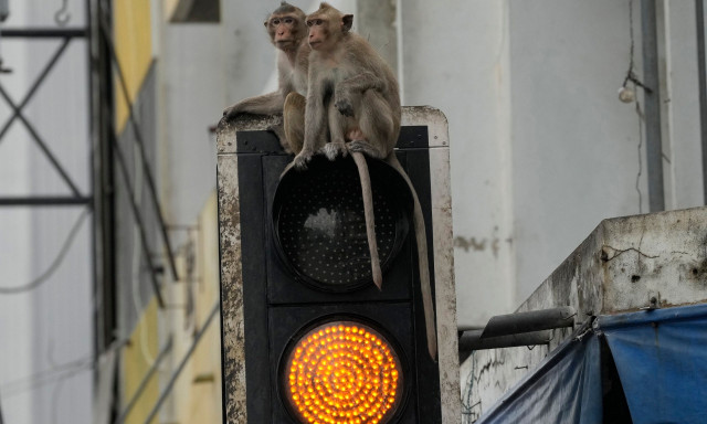 Ινδία: Απίστευτο - Πίθηκοι έσωσαν 6χρονη από βιασμό