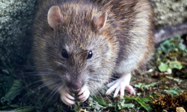 Νέα Υόρκη: Εβραίοι αρνούνται να πετάξουν σκουπίδια το Σάββατο - Τεράστιο πρόβλημα με αρουραίους