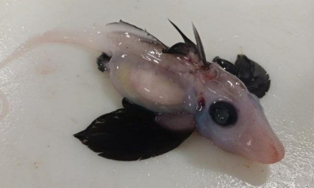 Νέα Ζηλανδία: Συναρπαστική ανακάλυψη - Βρέθηκε νέο είδος «καρχαρία φάντασμα» στην άβυσσο