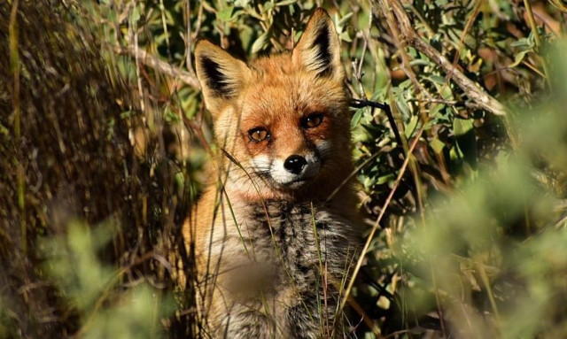 Έντεκα περιβαλλοντικές οργανώσεις ενώνουν τις δυνάμεις τους για την προστασία της άγριας ζωής