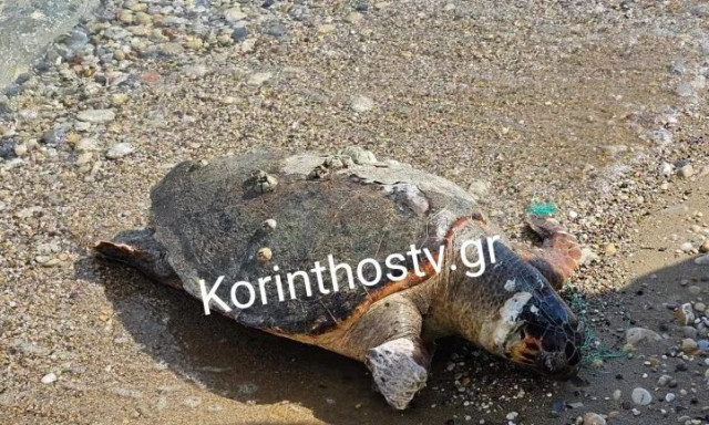 Κορινθία: Εντοπίστηκε νεκρή θαλάσσια χελώνα στην παραλία Βραχατίου