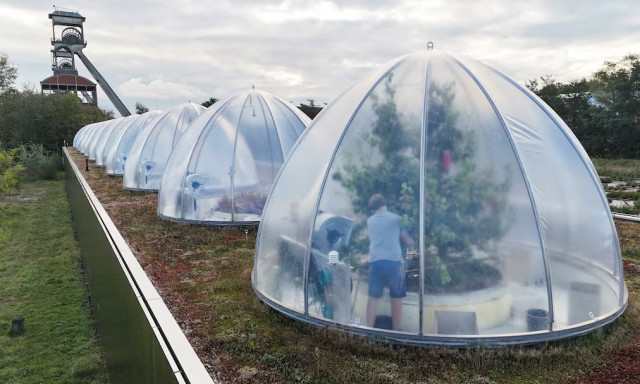 Βέλγιο: Κλιματολόγοι καλλιεργούν τα αχλάδια του «μέλλοντος»