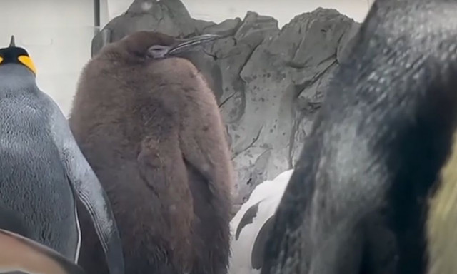 Viral ο Πέστο: Ο πιο παχύς πιγκουίνος ζει στην Αυστραλία - Τον λατρεύουν 1,9 δισ. άνθρωποι