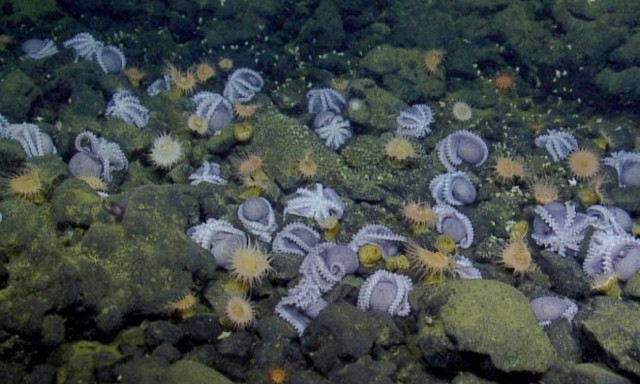 Τα χταπόδια συνεργάζονται με ψάρια για να κυνηγήσουν: Όταν νευριάζουν ρίχνουν «μπουνιές»