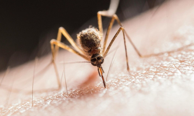 ΕΟΔΥ: 12 νέα κρούσματα του ιού του Δυτικού Νείλου και τρεις θάνατοι την τελευταία εβδομάδα