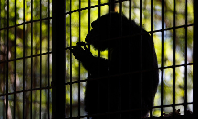 Απίστευτη φρίκη: Χιμπατζής απήγαγε, έσφαξε και τεμάχισε 8 μηνών κοριτσάκι