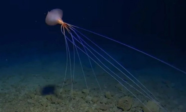Το χαμένο καλαμάρι που ξάφνιασε τους επιστήμονες: Τα τεράστια «χέρια» του προκαλούν εφιάλτες