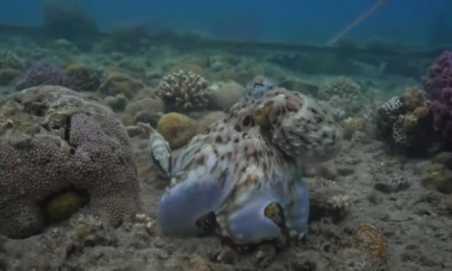 Χταπόδι - νταής: Πώς τρομοκρατεί τα ψάρια για να του βρουν τη λεία του