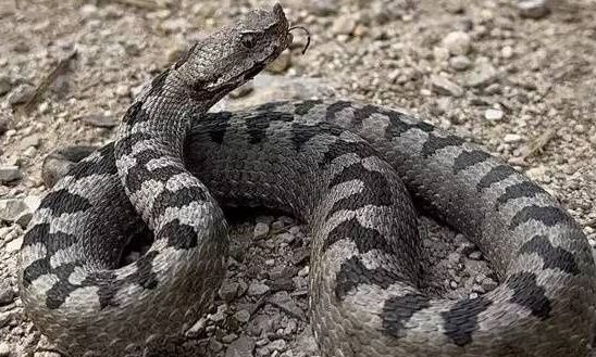 Αγρίνιο: Οχιά σκόρπισε τρόμο σε νηπιαγωγείο