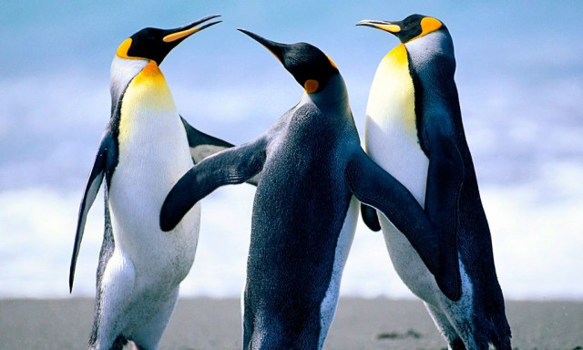 Μικροί πιγκουίνοι επιβίωσαν από παγόβουνο που διαλύθηκε