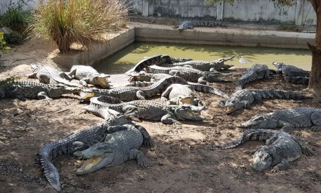 Ταϊλάνδη: Ο τυφώνας Γιάγκι "απελευθέρωσε" 100 κροκόδειλους και αναγκάστηκαν να τους θανατώσουν