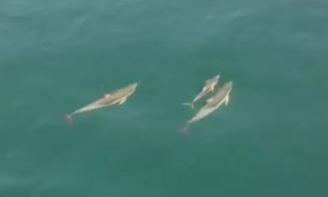 Απίθανος χορός τριών δελφινιών στο Πήλιο