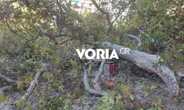 Θεσσαλονίκη: Πτώσεις δέντρων λόγω των ισχυρών ανέμων – Σε επιφυλακή δήμοι και Πυροσβεστική Υπηρεσία