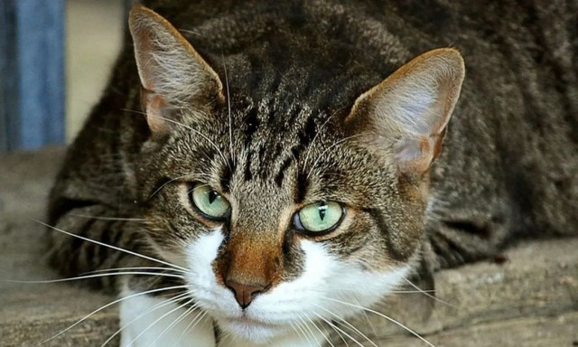 Τουρκία: Πέθανε η γάτα μασκότ της αντιπολίτευσης - Είχε «γνωρίσει» τρεις προέδρους