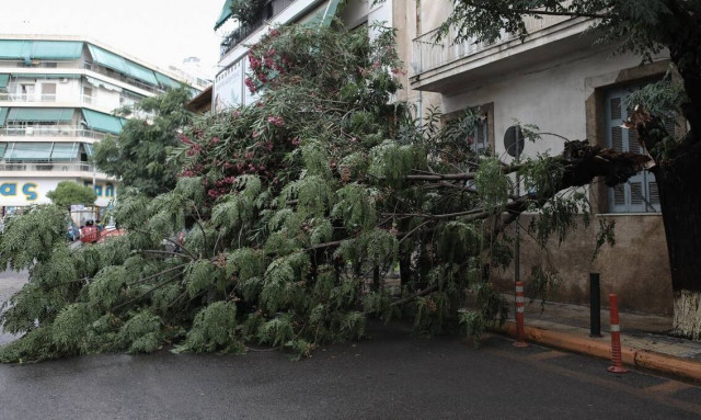 Θεσσαλονίκη: Πάνω από 15 κλήσεις για κοπές δέντρων λόγω ισχυρών ανέμων δέχτηκε η Πυροσβεστική
