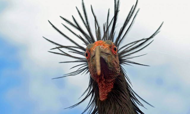 H βόρεια φαλακρή ίβις επανακάμπτει από τα όρια της εξαφάνισης!